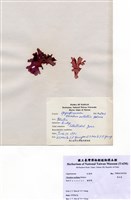 藏品(角叉菜)的圖片